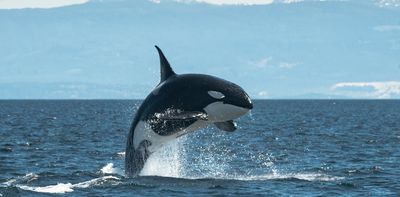 Drone footage captured orcas crafting tools out of kelp – and using them for grooming