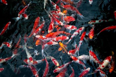 'They Want Us To Be Financially Responsible For Their Fish' — Seller Tried To Add Last-Minute Clause Making Buyer Pay $1,000 Per Dead Koi