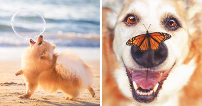 The 60 Best Dog Photos Shared By The Bored Panda Community