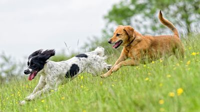 The top 15 most playful dog breeds that love to have fun