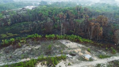 Brazil Records 62% Jump In Area Burned By Forest Fires: Monitor