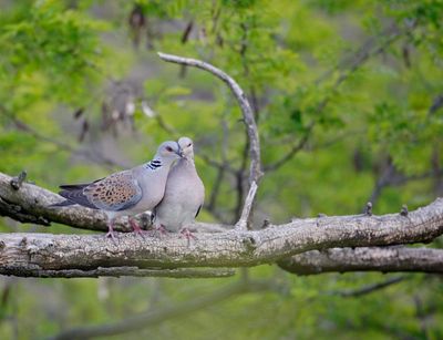 ‘Extinction crisis’ could see 500 bird species vanish within a century – report