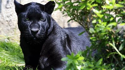 Bulgaria searches for elusive and dangerous black panther near Shumen