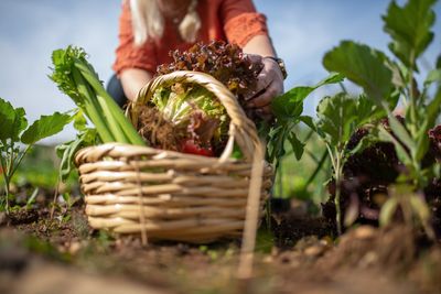 How to Start a Frugal Grocery Garden for Less Than $20