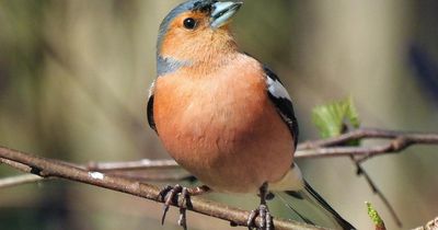 Week-long £1300-per-person bird watching festival in Highlands cancelled