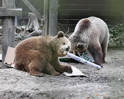 Bears eat week’s worth of honey after escape from Devon enclosure