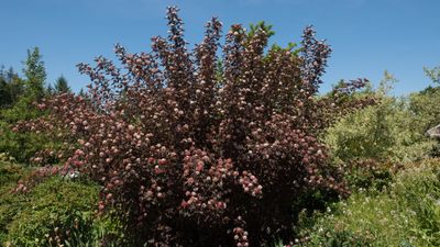 When and how to prune ninebark – expert horticulturists share advice for shapely shrubs and beautiful displays