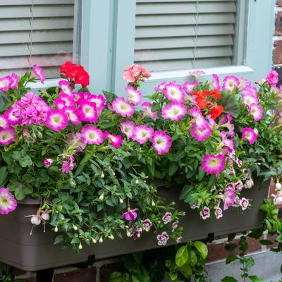 7 annual flowers that don't need deadheading – these self-cleaning plants will do the work for you!