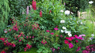 How to deadhead fuchsias – for a truly showstopping summer display of non-stop flowers