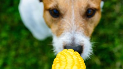 Can dogs chew on corn cobs? Vet reveals 4 risks you need to know