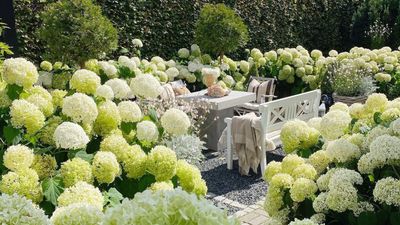 5 tried-and-tested ways to get bigger, better blooms on Annabelle hydrangeas, according to expert growers