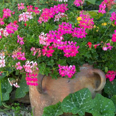 7 sun-loving plants to grow in pots – these expert-approved planting choices will stay looking good all summer long