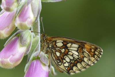 Exmoor estate sees resurgence of rare butterfly once on brink of extinction