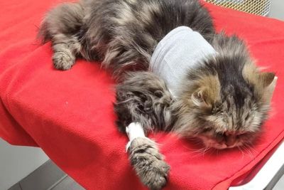 Officials warn pet owners about toxic chemicals found in fake medicines