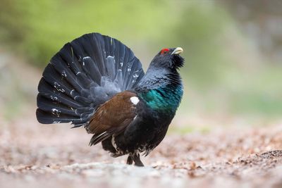 Researchers hail success of scheme to protect capercaillie chicks from predators