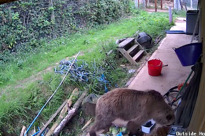 Escaped bears caught on camera eating week’s worth of honey