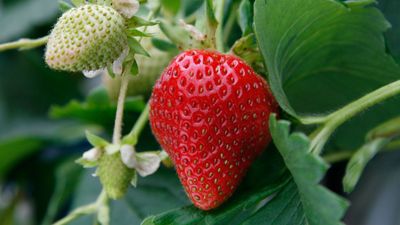 Can you harvest strawberries in the first year? An expert gardener says yes, but only if you grow a certain type of this delicious summer fruit