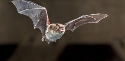 Bats get fat to survive hard times. But climate change is threatening their survival strategy