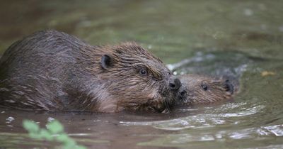 Scottish Government accused of 'shutting door' on rewilding and beaver restoration