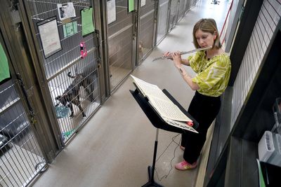 Volunteers use the universal language of music to soothe stressed shelter animals
