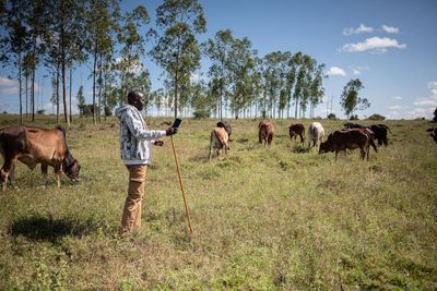 Nairobi’s lions are almost encircled by the city. A Maasai community offers a key corridor out