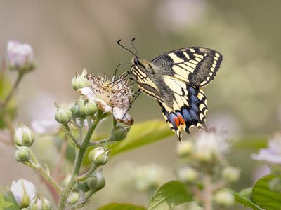 Country diary: A butterfly with a touch of the Elizabeth Taylors