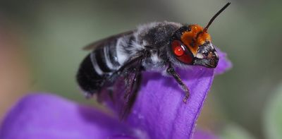 Australia’s native bees struggled after the Black Summer fires – but a world-first solution brought them buzzing back