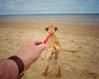 Dogs pulling on leads cause large number of hand and wrist injuries in UK, study shows