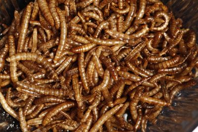 ‘Yuck factor’: eating insects rather than meat to help the planet is failing, study finds