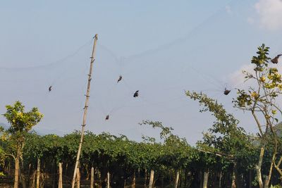Scientists raise ‘urgent concerns’ over new bat viruses discovered in China