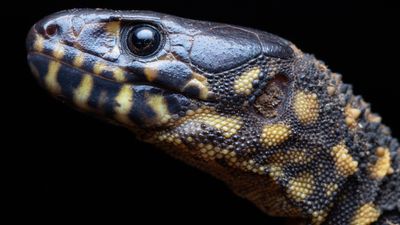 Night lizards survived dinosaur-killing asteroid strike, despite being close enough to see it happen