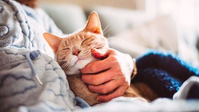 20 affectionate lap cat breeds who love to snuggle