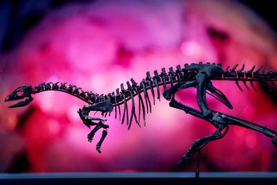 Dinosaur the size of a Labrador discovered in US after misclassification