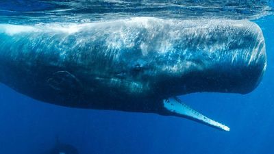 Greenpeace survey finds ‘beautiful’ and vulnerable whale species in areas marked for deep sea mining