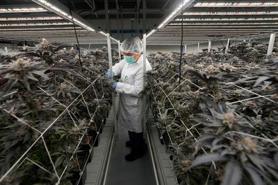 Thailand takes further step to tighten control on sales of cannabis