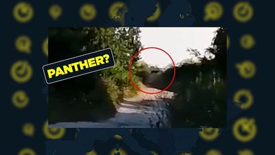 Fact-checking claims about the 'panther' on the loose in Bulgaria