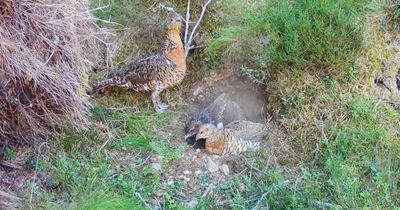 Capercaillie numbers double in parts of Scotland under new scheme