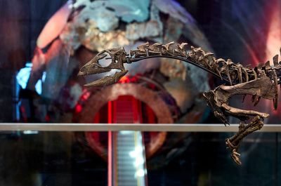 OPINION - Rare new dog-sized dinosaur species to be displayed in London ...Tech & Science Daily podcast