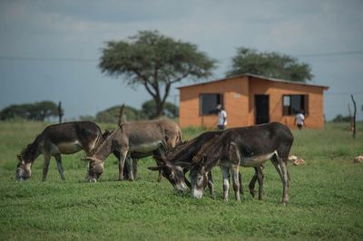 The Guardian view on China, Africa and disappearing donkeys: an unexpected crisis offers a clue to perils ahead