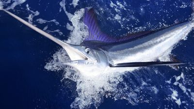 Diagnostic dilemma: A man was stabbed through the throat and the base of the skull — by a fish