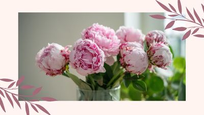 When are peonies in season? A professional florist reveals the best time to grab a bunch
