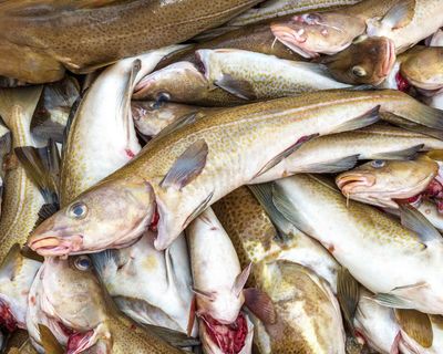Overfishing has caused cod to halve in body size since 1990s, study finds