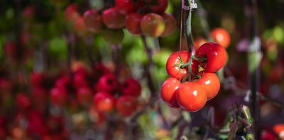 Autonomous AI systems can help tackle global food insecurity