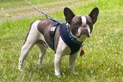 Nurse pleads guilty to abandoning her French bulldog at Pittsburgh airport because she couldnt take it with her on vacation to Mexico