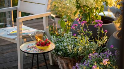 How to deadhead verbena – for relentless flowering from this graceful flower all summer long