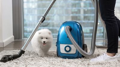 How to remove pet hair from carpet: 5 easy hacks