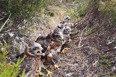 Number of hen harriers killed or missing at new high, RSPB warns