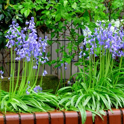 5 thuggish plants that experts say will take over your garden if you're not careful