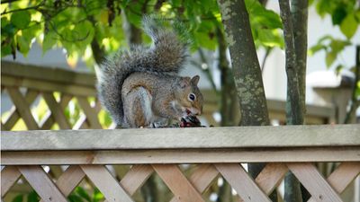 The backyard battle between Eastern vs Western gray squirrels is a real threat to wildlife – here's what you can do to help to protect the latter, and tell the difference between them