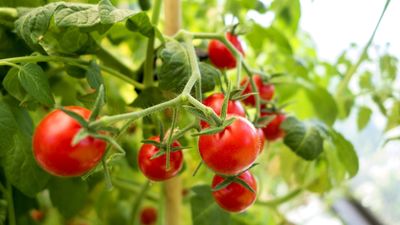 Tomato leaves can curl for 4 common reasons – an expert grower reveals simple, fast fixes for each to keep plants healthy and preserve your harvest